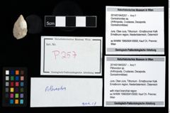 Foto (Objekt + Etikett) von Pithonoton sp.  (NHMW-GEO-2014-0194-0257)